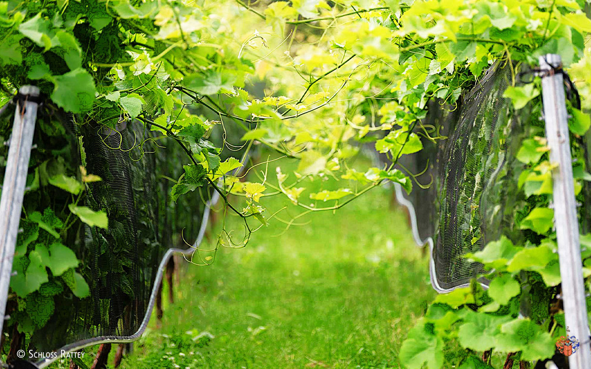 schloss rattey5